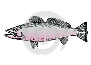 Drawing of Fish with white background photo