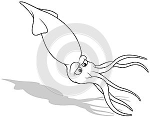 Drawing of a Floating Squid