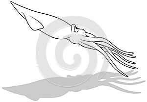 Drawing of a Floating Squid from the Side View