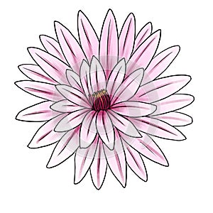 drawing flower of cactus isolated at white background