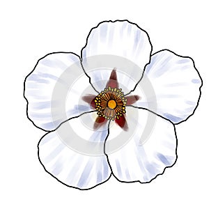 drawing flower of labdanum isolated at white background photo