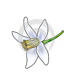 drawing flower of neroli isolated at white background