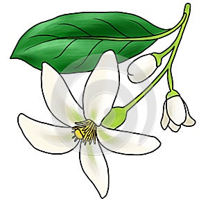 drawing flower of orange blossom isolated at white background