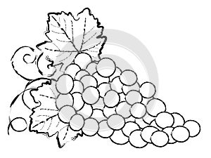Drawing of Grapes