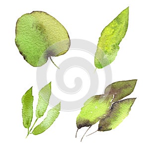 Drawing green leaves. Isolated spring leaves set. Watercolor leaves for card decor. Nature decorative elements.