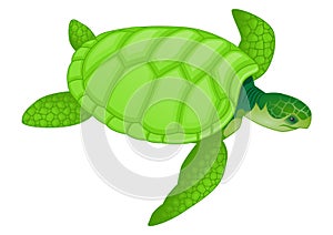 Drawing of green sea turtle with white background illustration