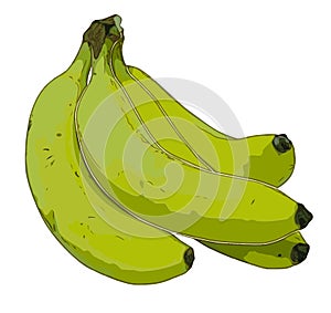 Drawing group of green bananas