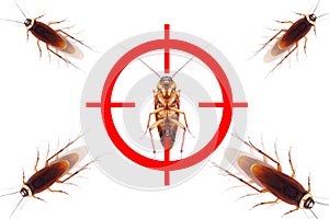 drawing gun target to kill cockroach