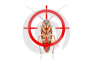 drawing gun target to kill cockroach