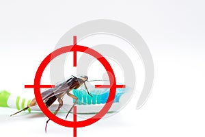 Drawing gun target to kill cockroach ,conkroach on toothbrush