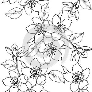 Drawing hands a branch of cherry blossom, pear, apple. Vector seamless pattern of spring flowers. Decorative ornament backdrop