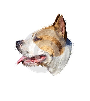 drawing of head of American Pit Bull Terrier isolated on white background. print for design