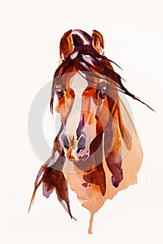 Drawing head of the horse