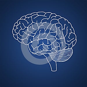 drawing of human brain