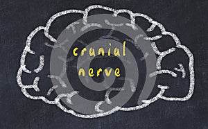 Drawing of human brain on chalkboard with inscription cranial nerve