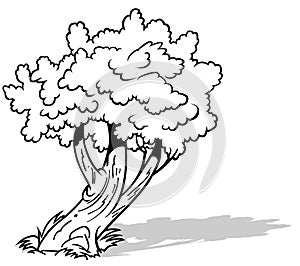 Drawing of an Inclined Deciduous Tree photo