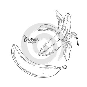 Drawing of isolated partially peeled banana on the white. Healthy food. Engraving sketch vintage style. Vector healthy