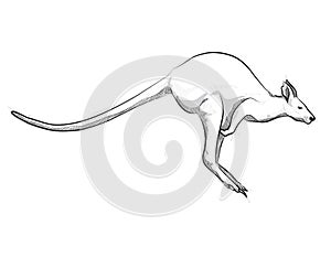 Drawing kangaroo illustration jumping