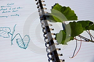 Drawing Leaves and Taking Notes in a Nature Journal photo