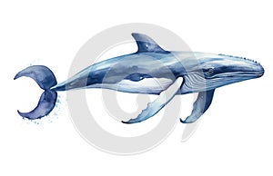 Drawing life grunge whale splash graphic stain killer humpback fin predator shark