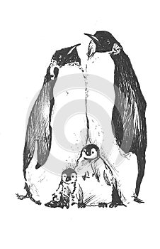 drawing with a liner. penguin family, graphics photo