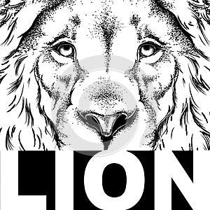 Drawing of a lion`s head. Graphic design of the cover. Template for registration. Vector illustration photo