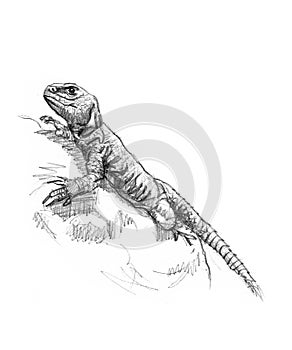 Drawing of a lizard