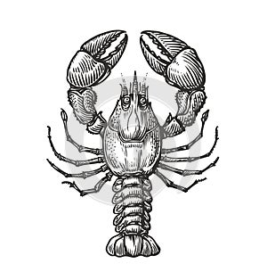 Drawing of lobster for menu or label. Seafood in vintage engraving style. Sketch vector illustration
