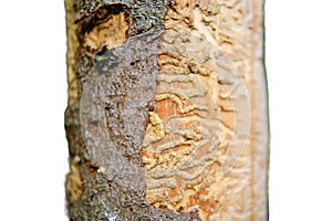 Drawing made by bark beetle on a piece of bark, isolated on a white background. Close-up of tree is eaten by pests