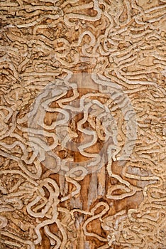 Drawing made by the insect the emerald ash borer under the bark of a mature tree