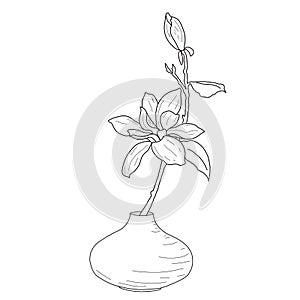 Drawing of a magnolia in a vase, hand-drawn, linart