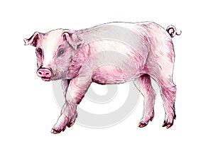 Drawing markers pink little pig on white background
