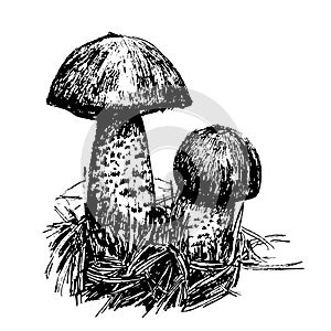 Drawing mushrooms sketch graphics hand drawn ink illustration