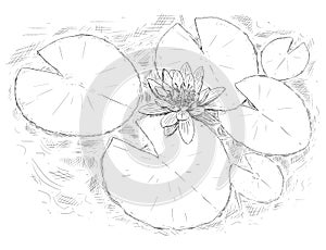 Drawing of nymphaea Plant Flower and Leaves on Water