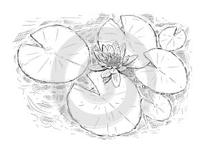 Drawing of Nymphaea Plant Flower and Leaves on Water
