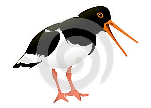 Drawing of oyster catcher with white background illustration