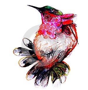 Drawing on paper of colorful paradise bird