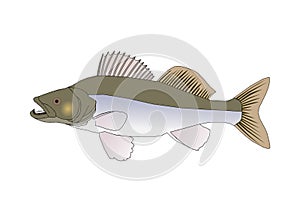 Drawing of pike perch  with white background illustration