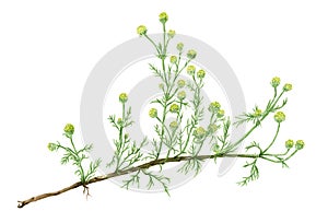 Drawing of a Pineapple weed Matricaria discoidea plant photo