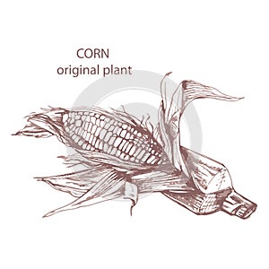 Drawing, plant, corn, ear