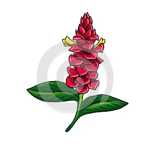 drawing plant of costus isolated at white background