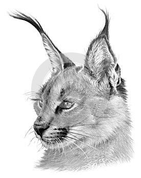 Drawing portrait of a caracal. Wild big cat on white background. Realistic handdrawing photo