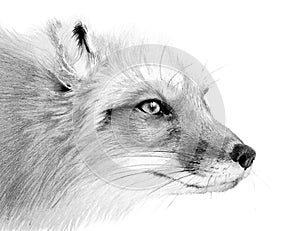 Drawing portrait of a fox. Wild foxy on white background. Detailed animal drawing