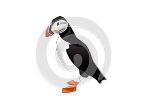 Drawing of puffin with white background illustration