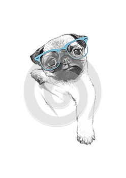 Drawing of pug with blue glasses