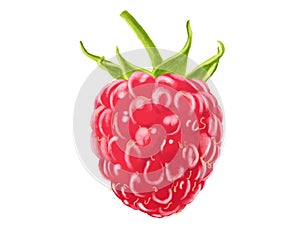 drawing rasberry friut isolate style on white color background