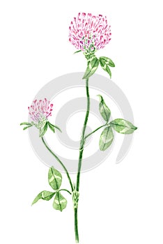 Drawing of a Red clover Trifolium pratense twig photo