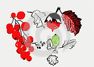 Drawing. Red currant, gooseberry and nut.