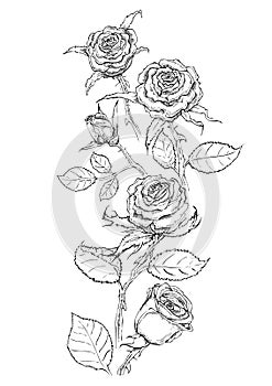 Drawing roses