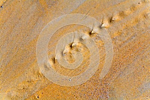 Drawing on the sand made by a stream.